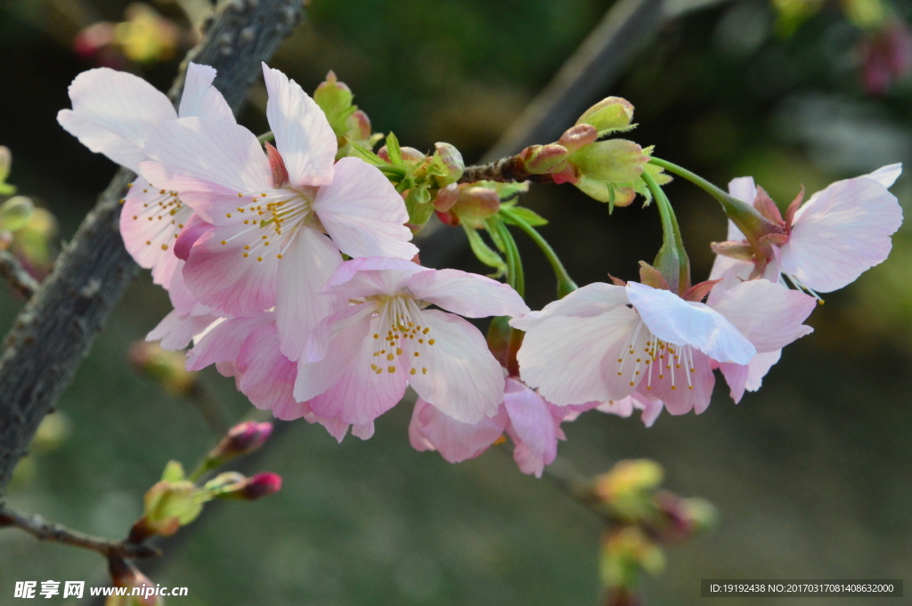 樱花