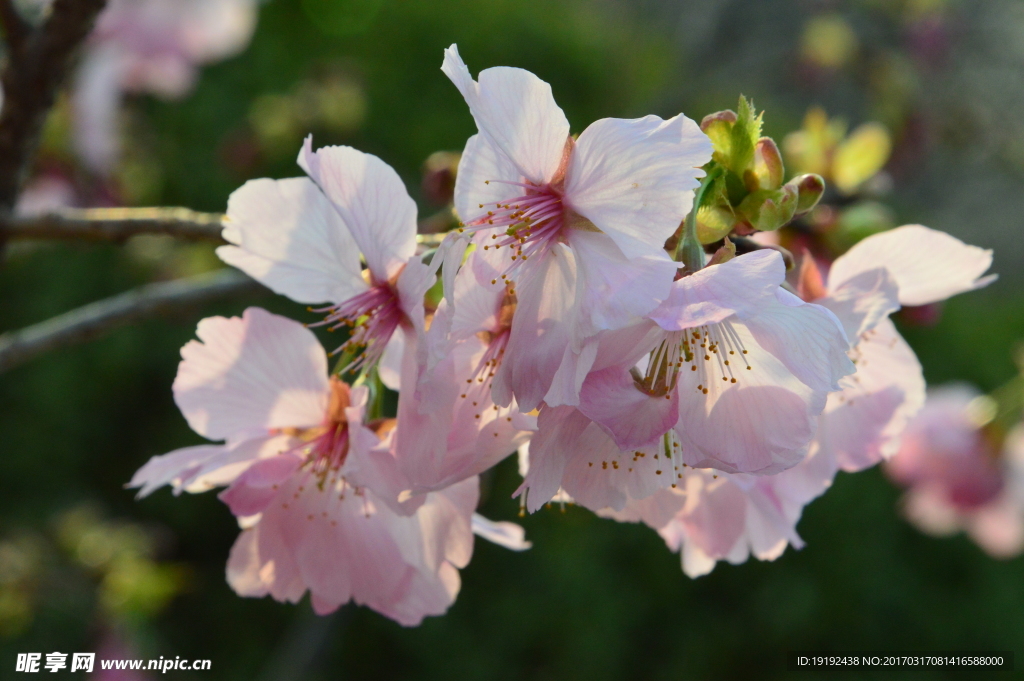 樱花