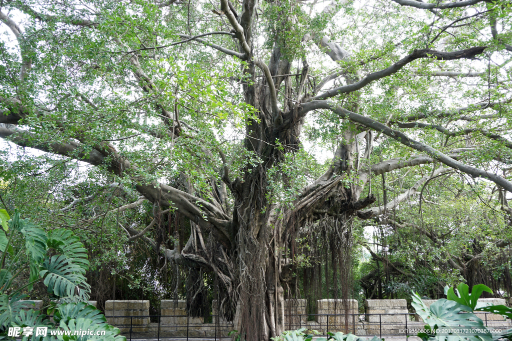 厦门 榕树