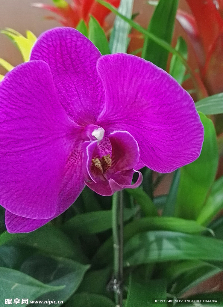 蝴蝶兰