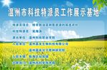 油菜花