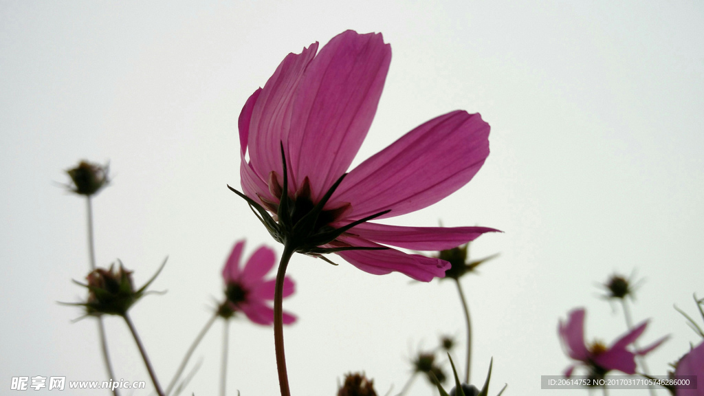 格桑花