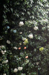 叶子花