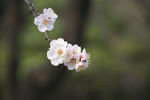 山杏
