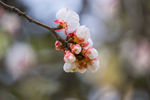 山杏