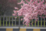 春花