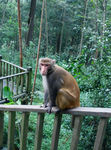 猕猴 猴子 摄影