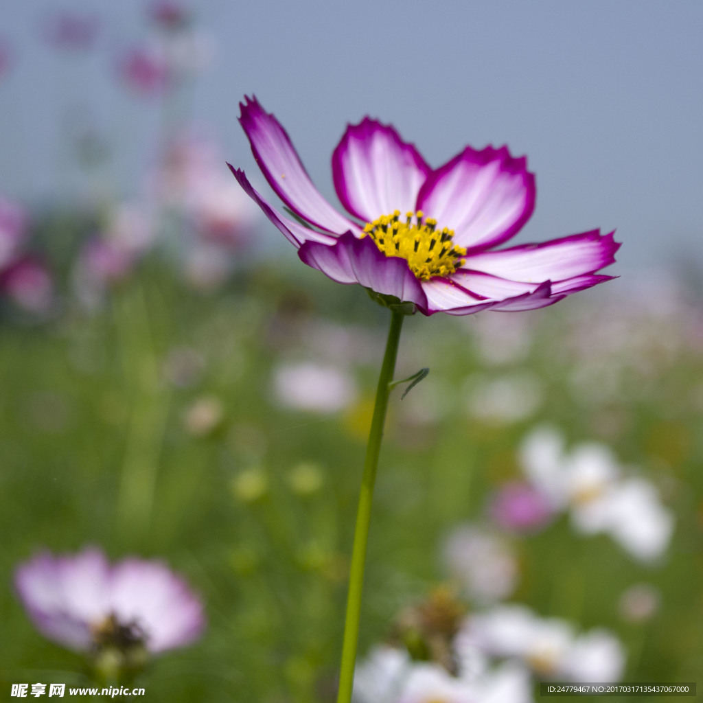 风景 花朵