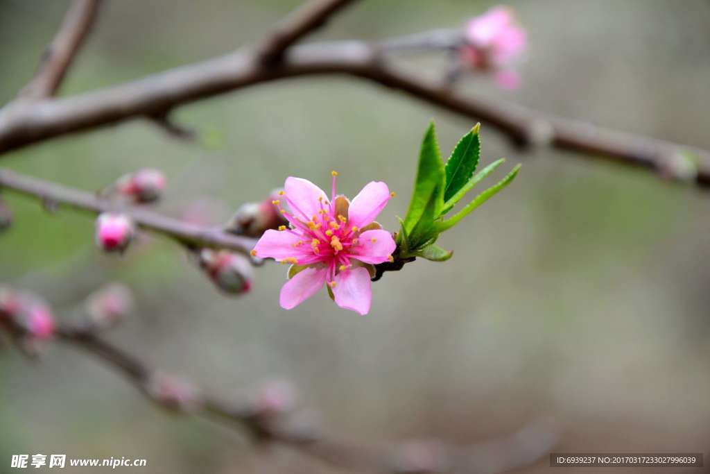 桃花