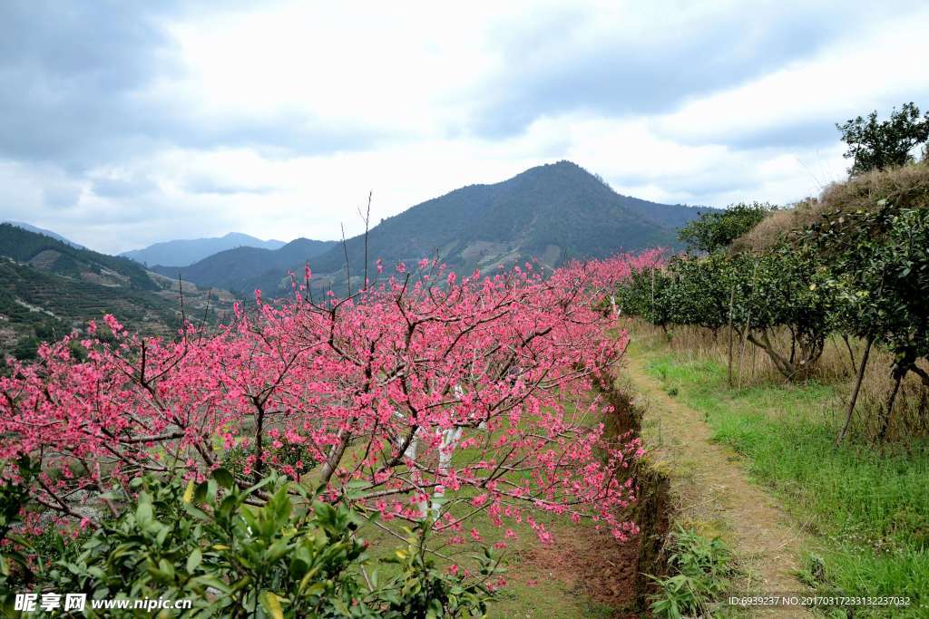 桃花