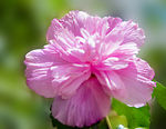 红色芍药花