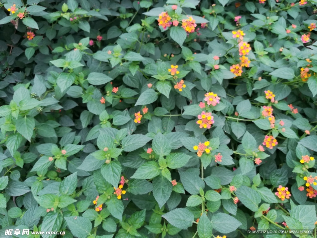 花