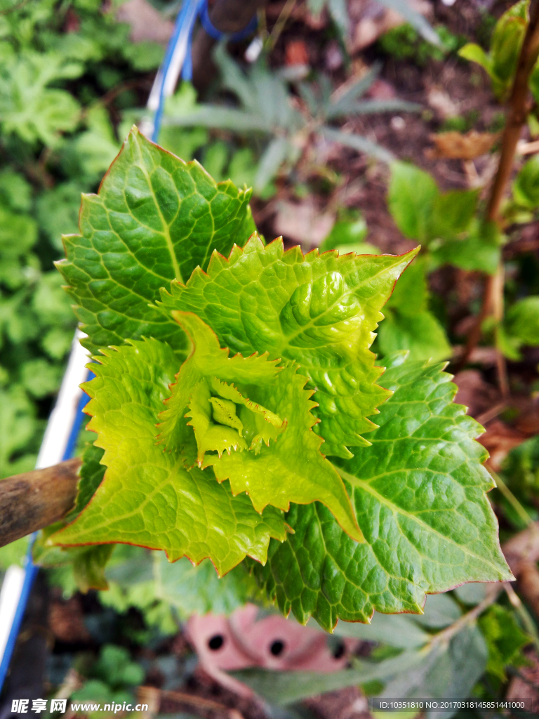 绿色植物高清特写