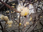 结香花 特殊的花朵