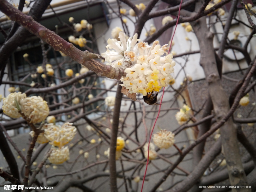 结香花 特殊的花朵