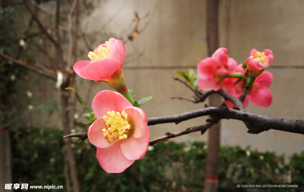 贴梗海棠花 高清特写