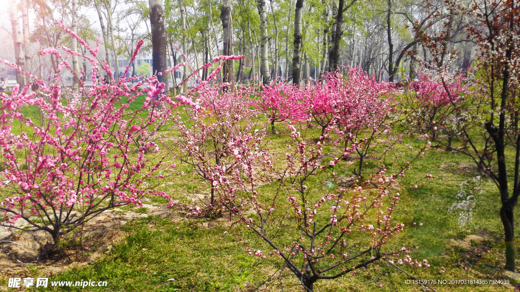 春季粉色桃花树摄影图