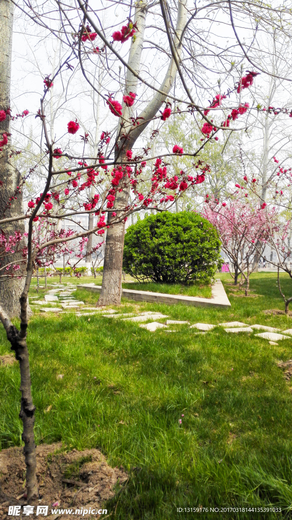 春季桃花树绿草地摄影图
