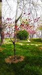春季桃花树绿草地公园摄影图