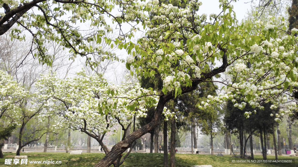 白色花树摄影图