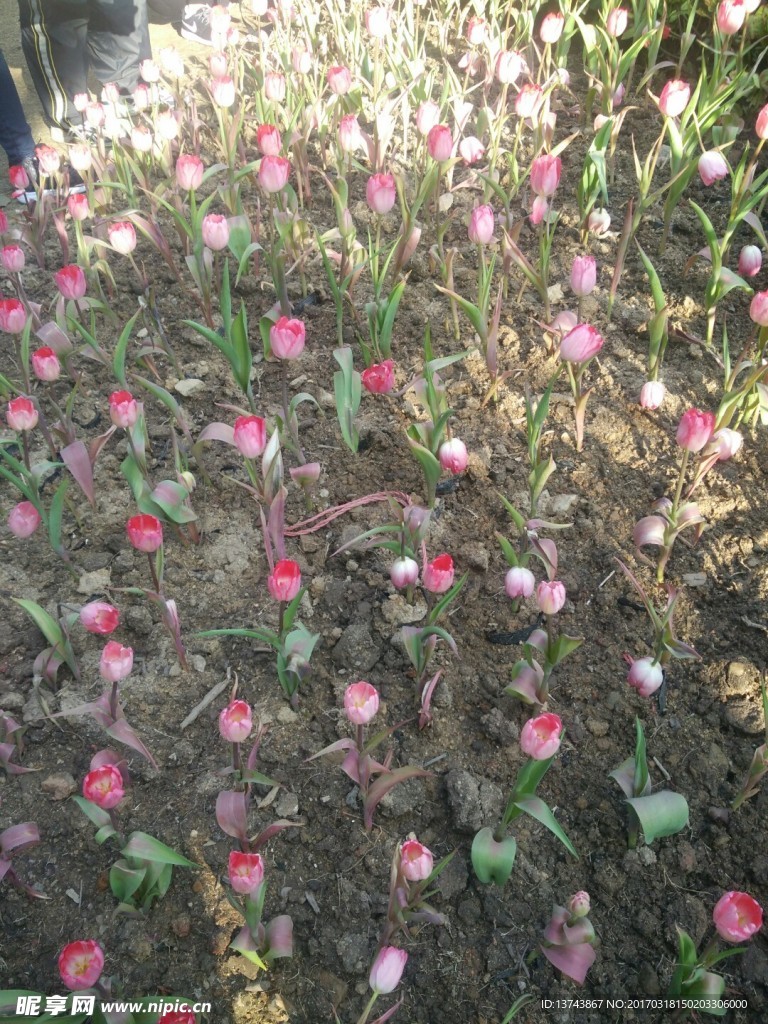 人工栽种花朵