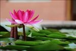 莲花