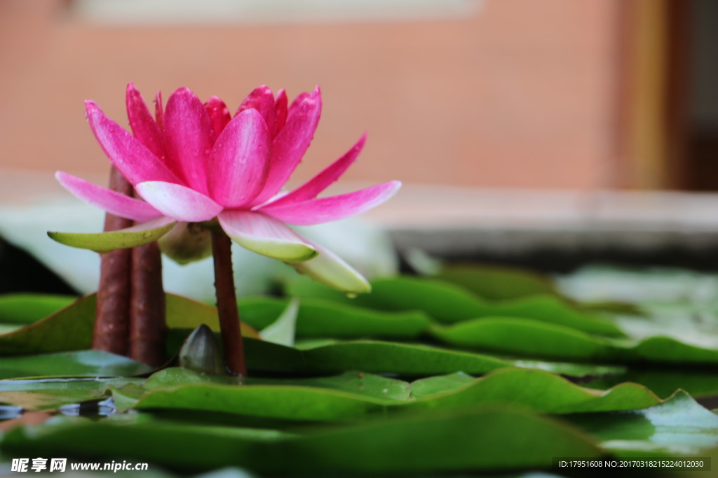 莲花