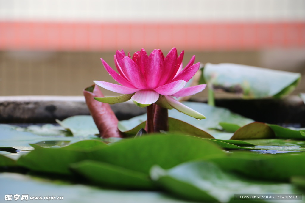 莲花