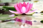莲花