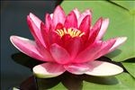 莲花
