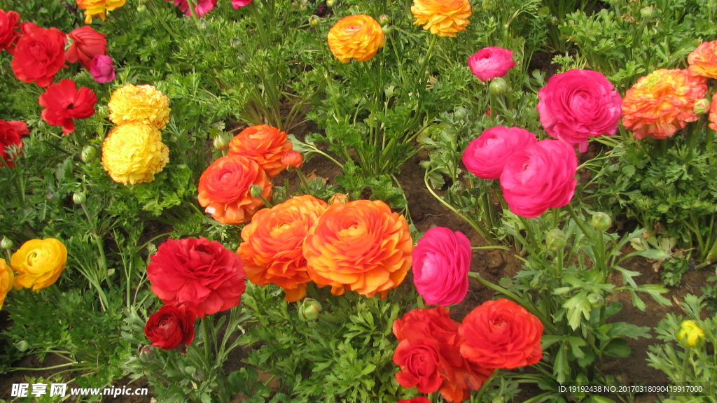 花毛茛