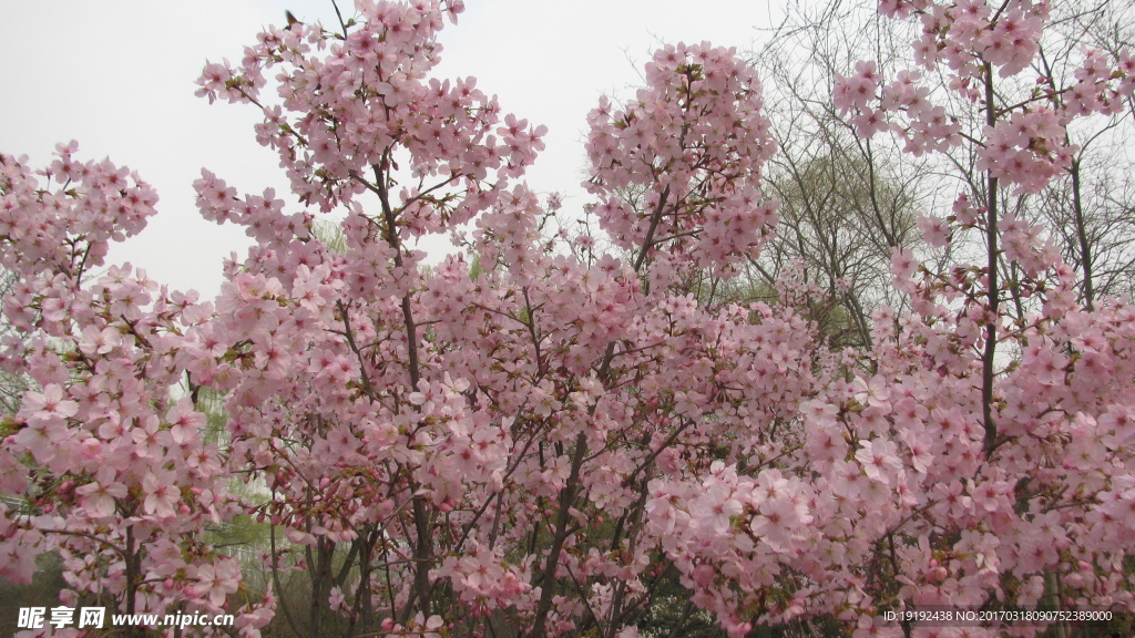樱花