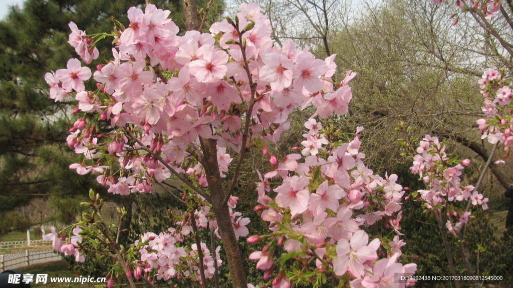樱花
