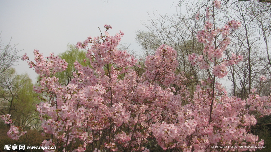 樱花