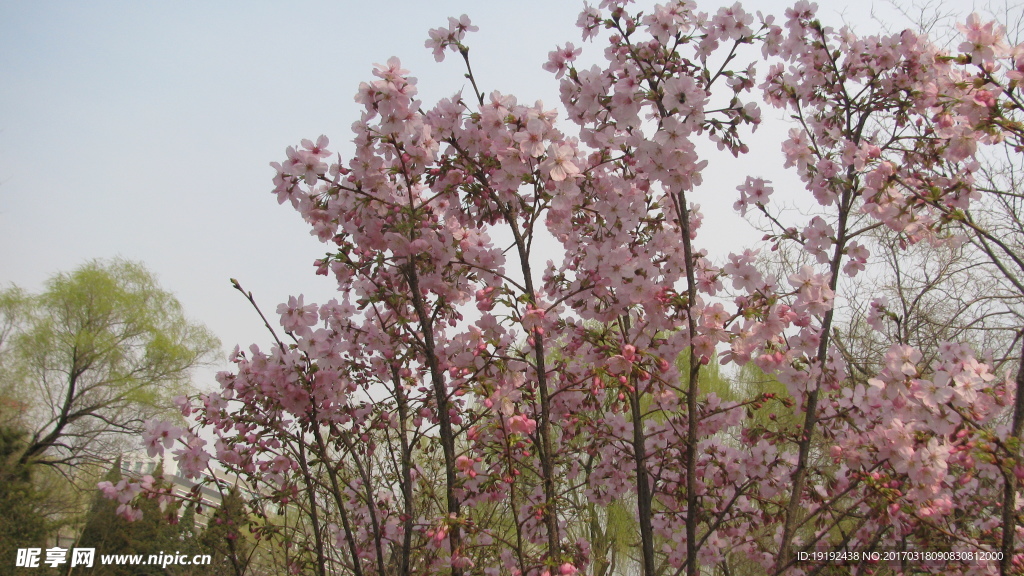 樱花