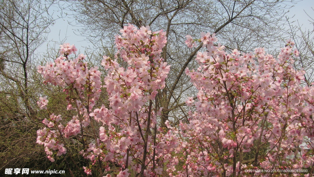 樱花