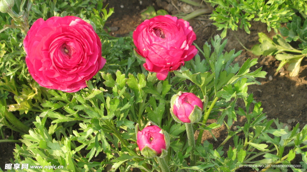 花毛茛