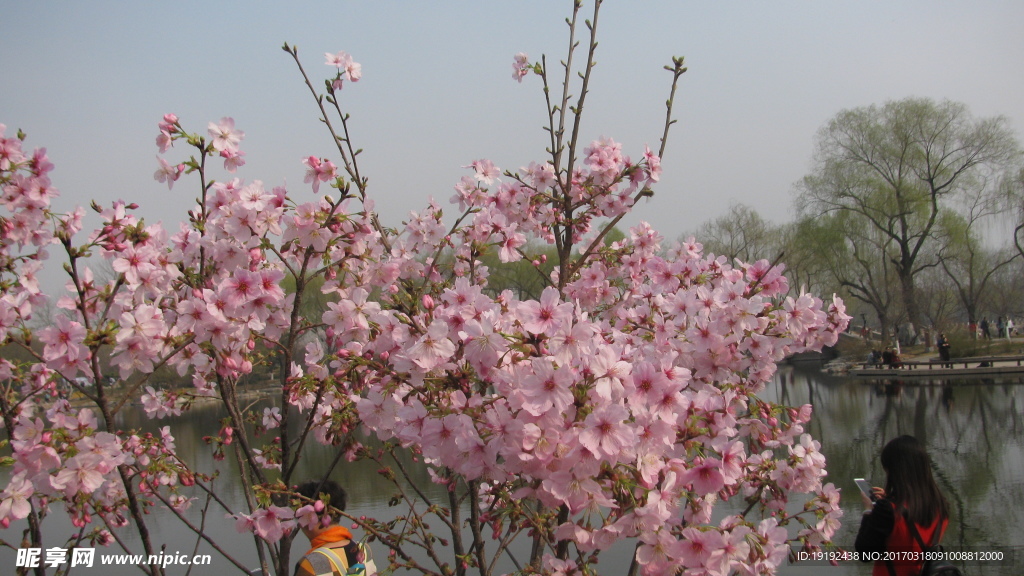 樱花