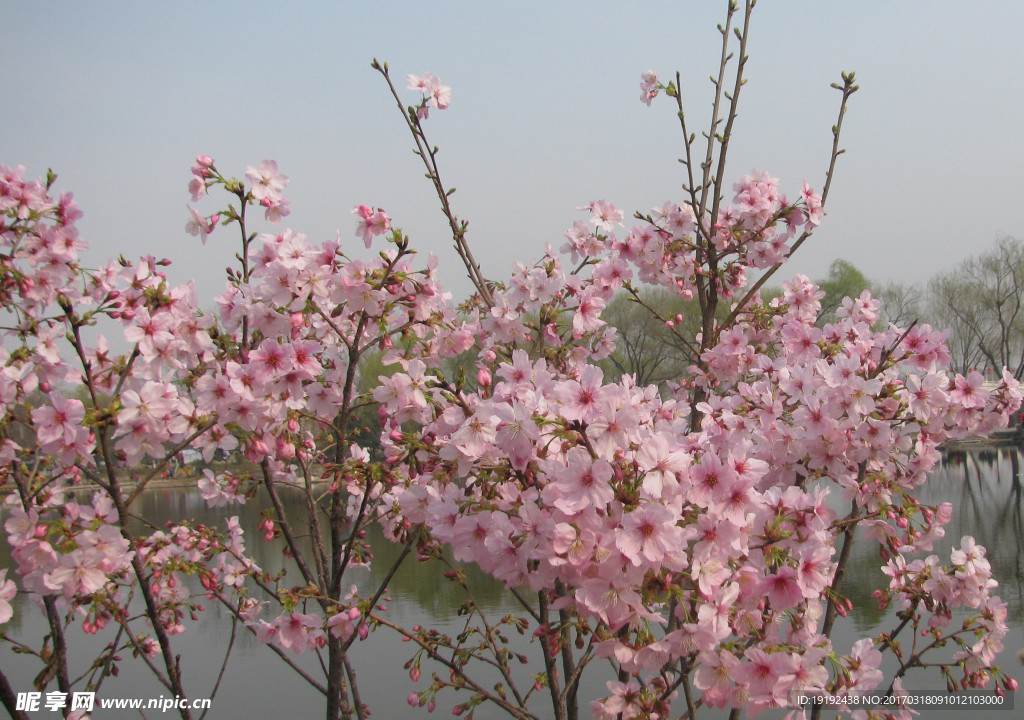 樱花