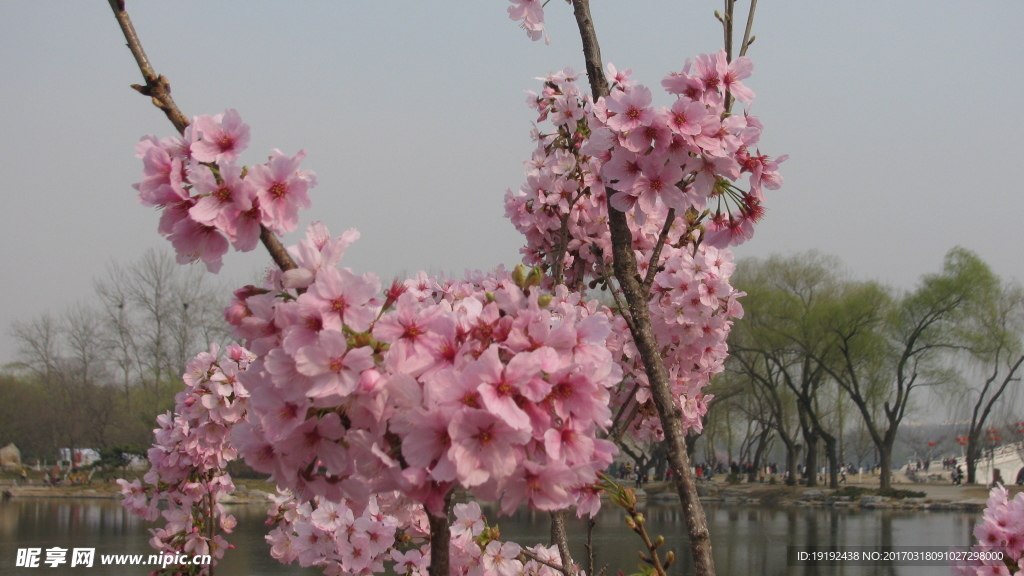 樱花
