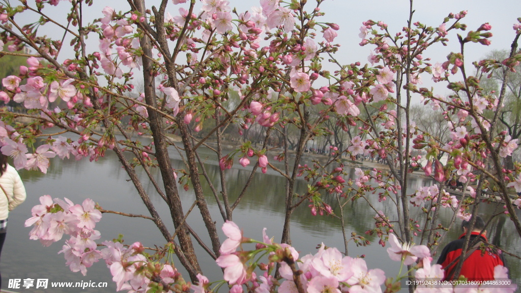 樱花