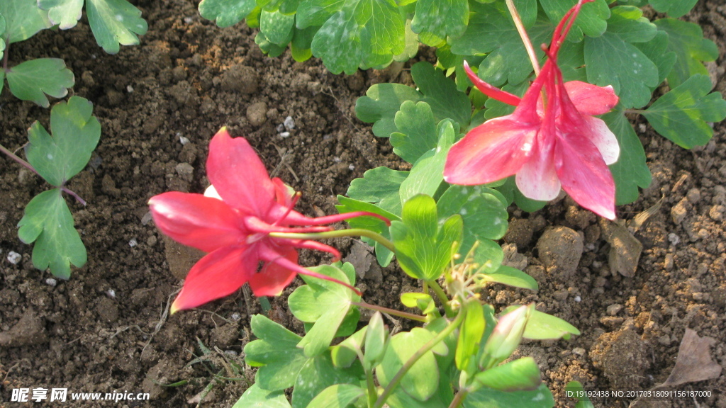 耧斗菜