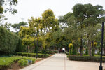 厦门 公园 树