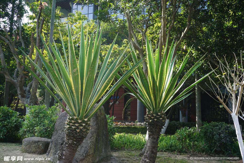 厦门大学 植物