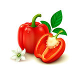 矢量疏菜图片