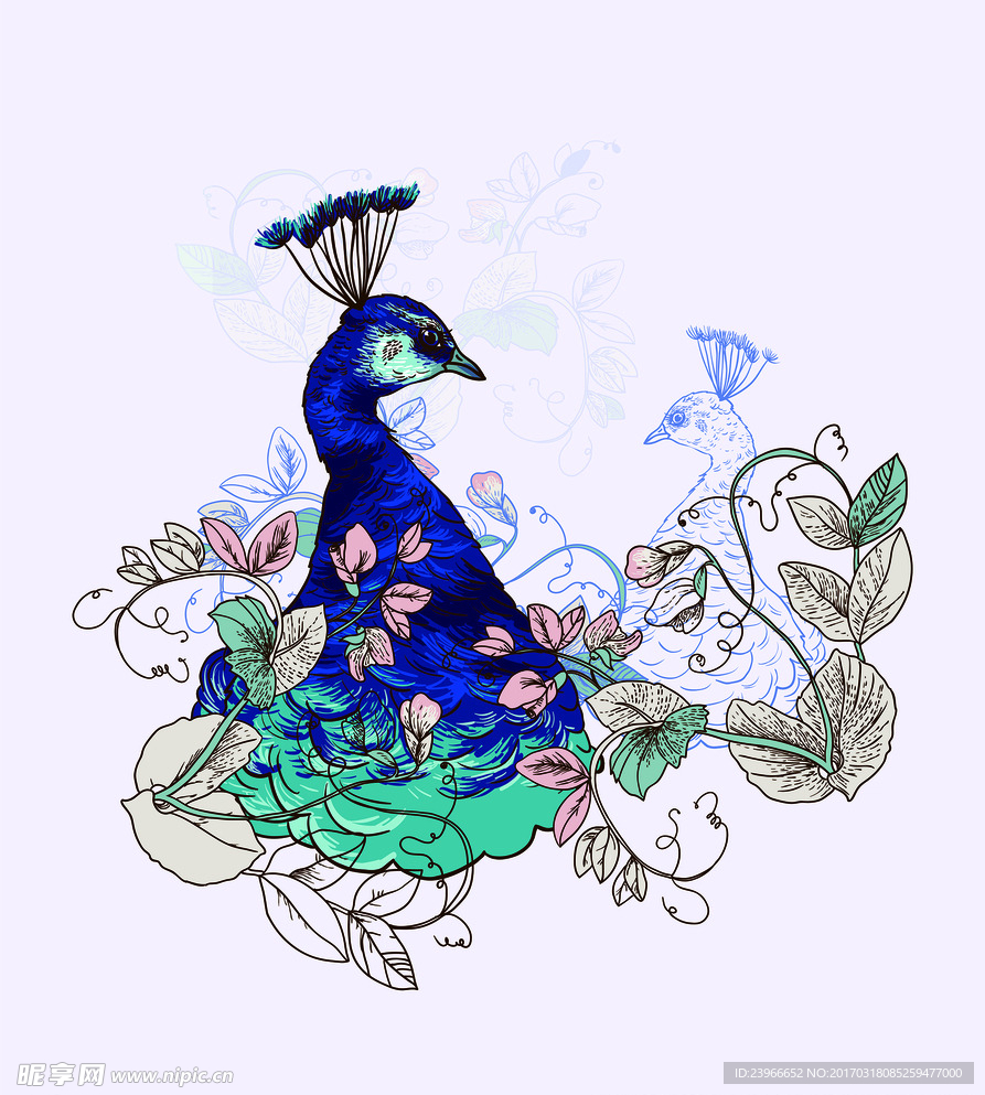 孔雀