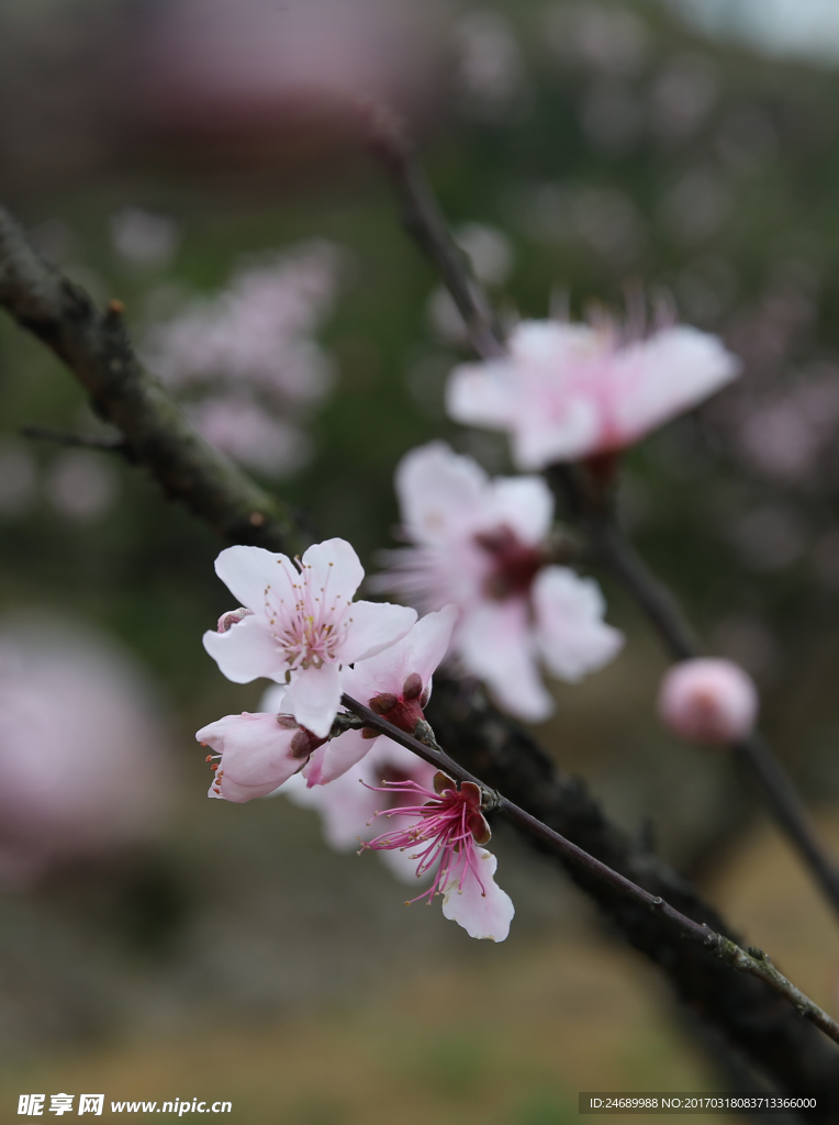 桃花盛开