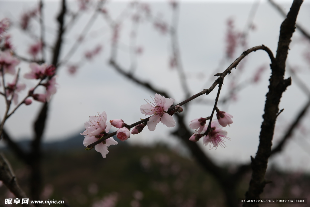 桃花朵朵开