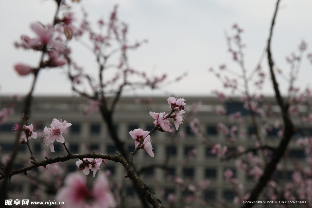 桃花