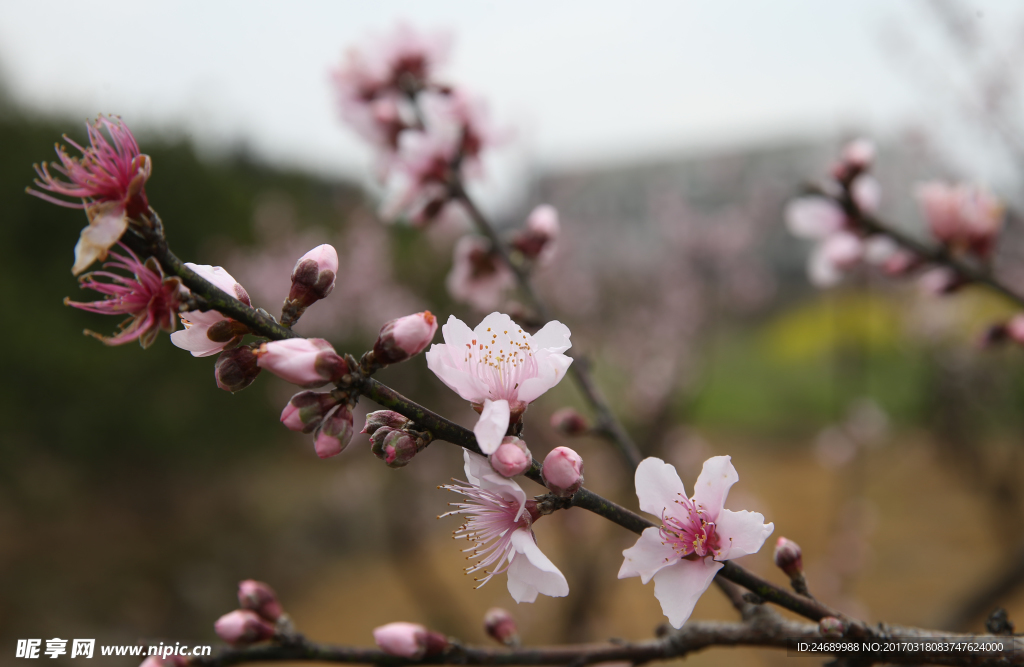 桃花